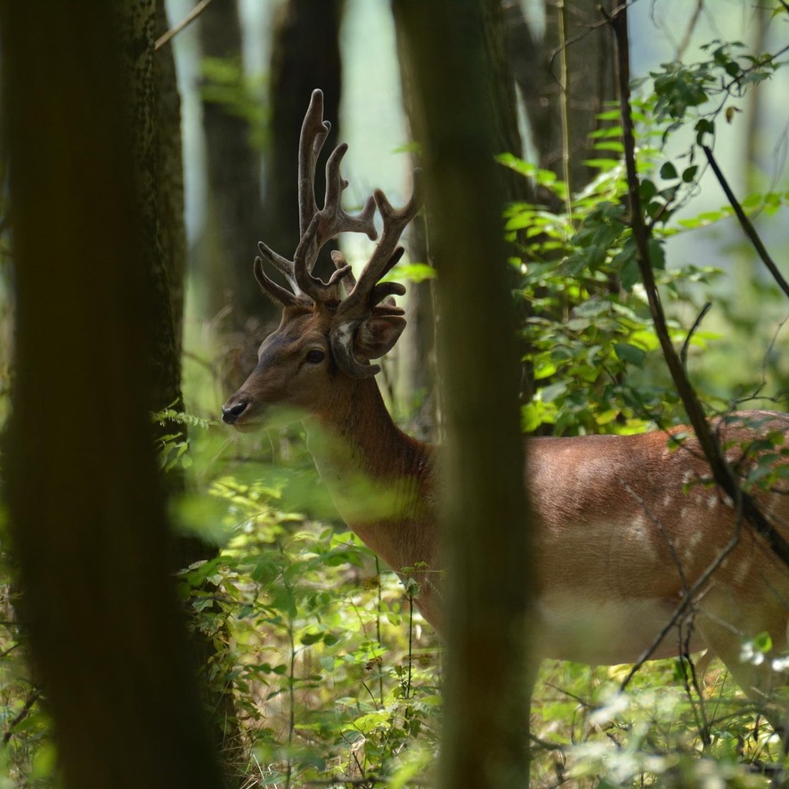 DFE58006 0D04 476D B1CF F9F58B83057C_1_105_c