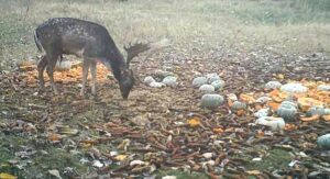 beolvasott_20250530-2018-01