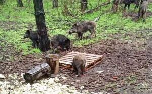 beolvasott_20250530-2216-17